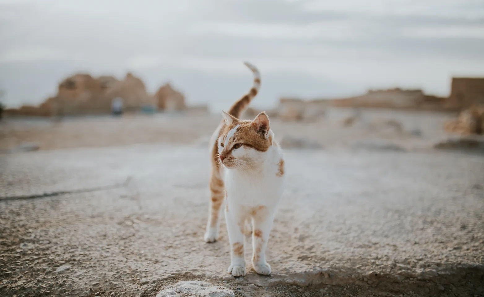 Cat standing alone in the desert. 